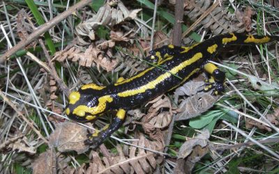 hotel mirotza orio guipuzkoa pagoeta jpg